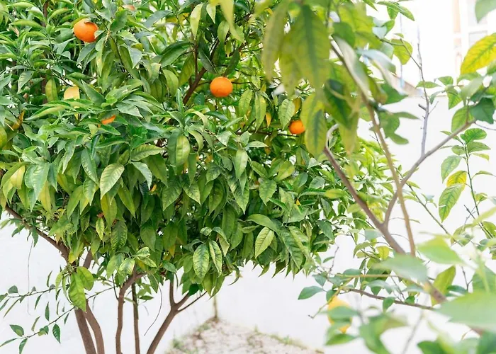 Ideal Office Com Terraço Privado Appartement *